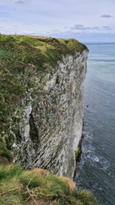 RSPB Bempton Cliffs 12